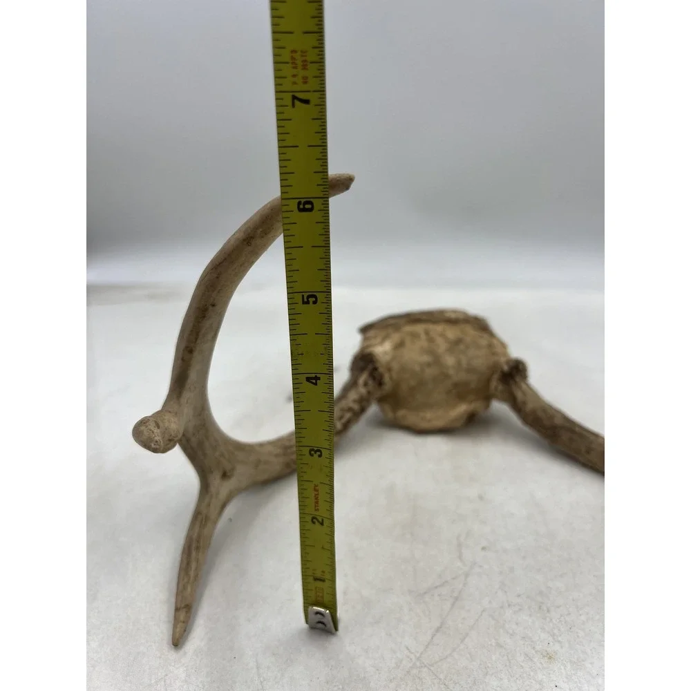 Deer Antlers Skull Plate European Mount 6 Point Real Bone Taxidermy Decor Cabin